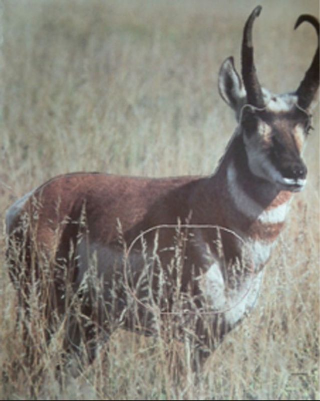 Blink med dyremotiv - Antilope - 60x94 cm